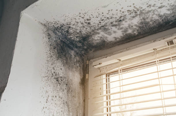 Affordable Black Mold Remediation solutions in Clearville, PA